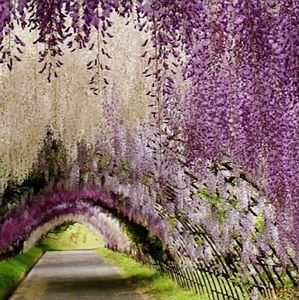 Meet your Posher, Lainey